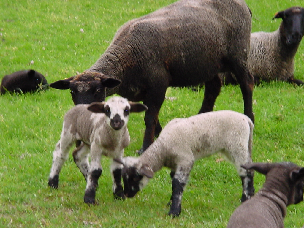 Leaping Lamb Farm